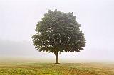 Lone Tree In Fog_25588